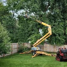 Trusted Jackson, KY Tree Removal Services Experts